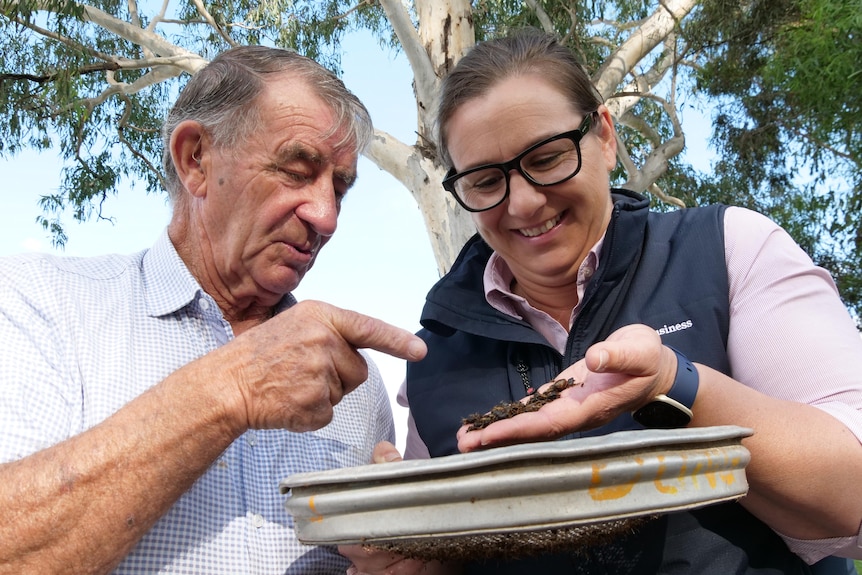 A man points to dung beetles being held in the palm of a woman. 