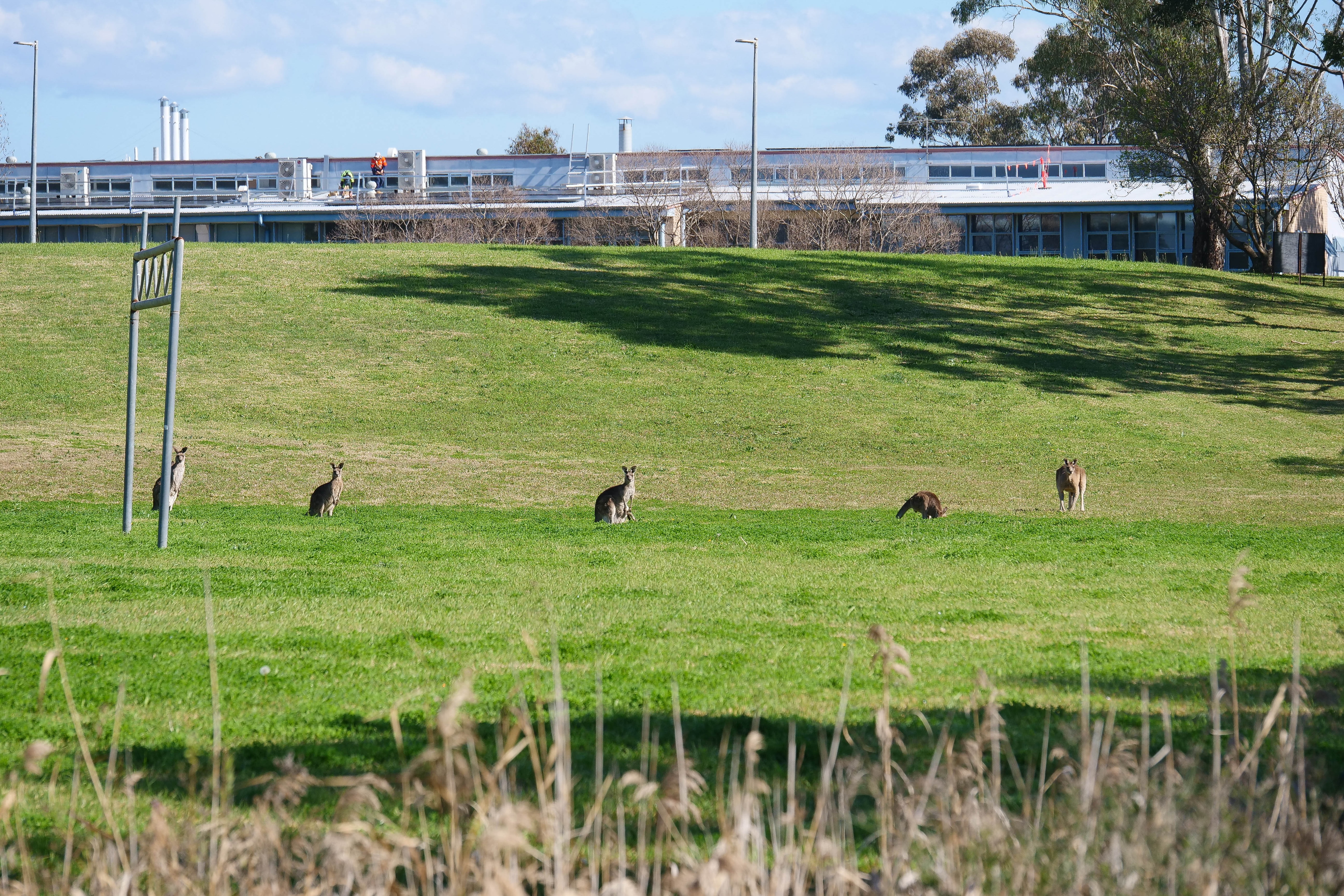 Sydney kangaroos face cull as university looks to develop campus