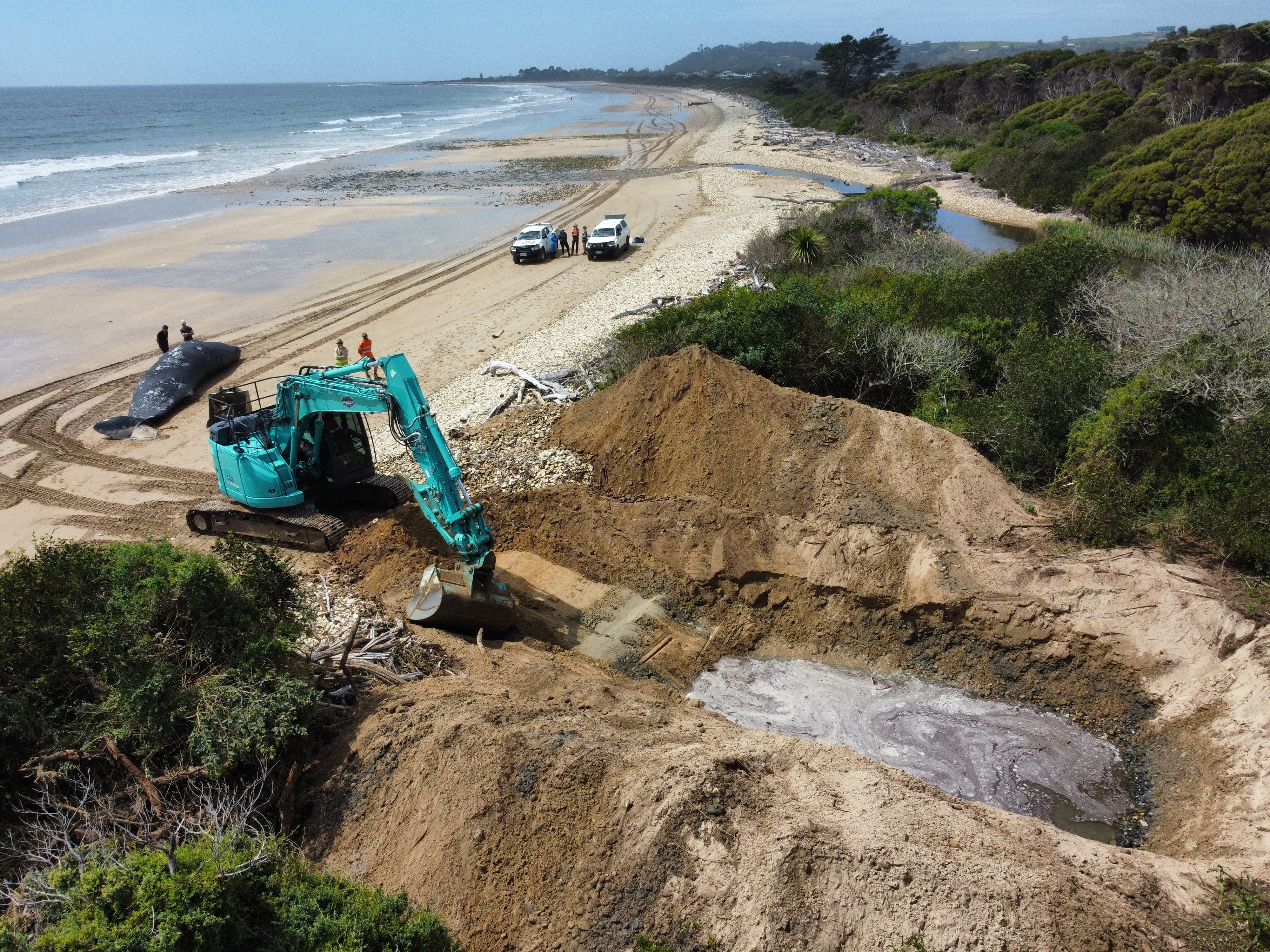 Aerial shot showing a beach a whale and a machine digging a hole