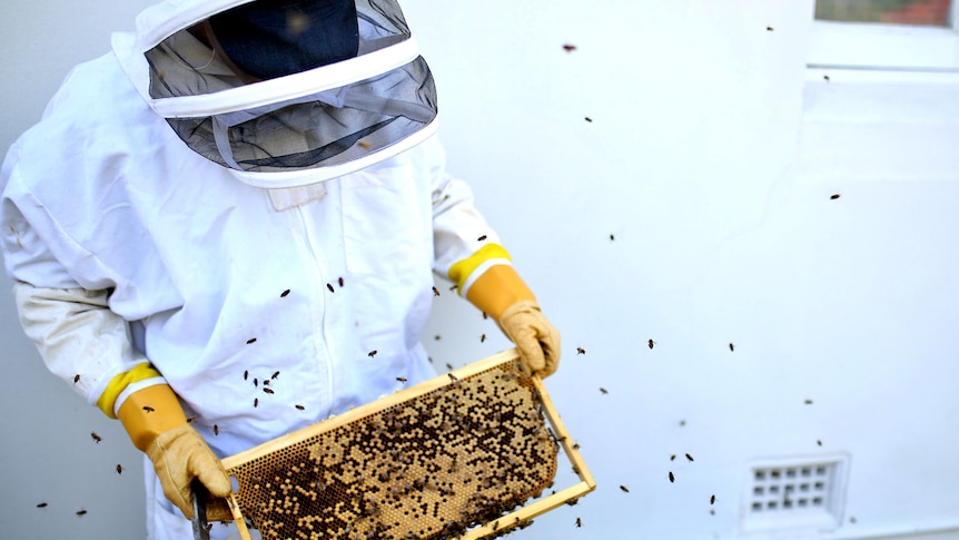A man in a protective bee suit holds a frame from a beehive with bees on it.