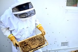 A man in a protective bee suit holds a frame from a beehive with bees on it.