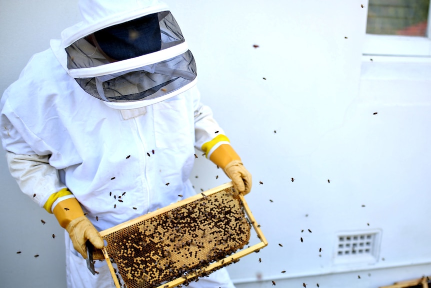 A man in a protective bee suit holds a frame from a beehive with bees on it.