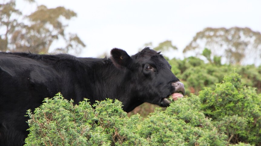 A cow eating leaves off a tree