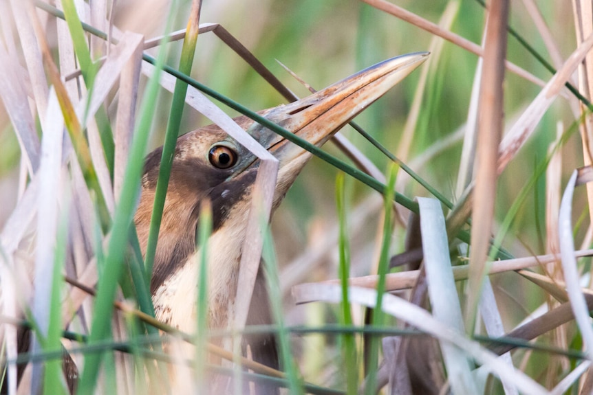 A bittern bird's head sticking up out of the wetland reeds.