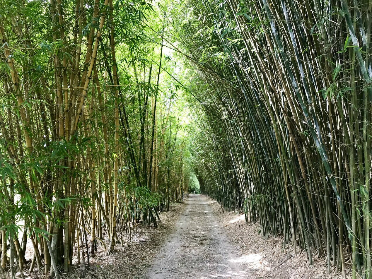 The Aussie farm growing toxic raw bamboo for fabulous food ABC News