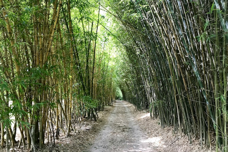 A beautiful driveway shaded by bamboo.