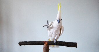 Cockatoo dancing