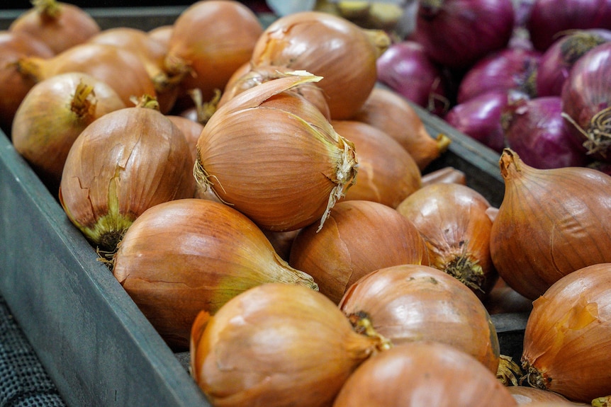 Brown and red onions on display in grocery store.