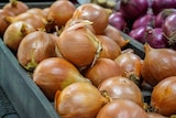 Brown and red onions on display in grocery store