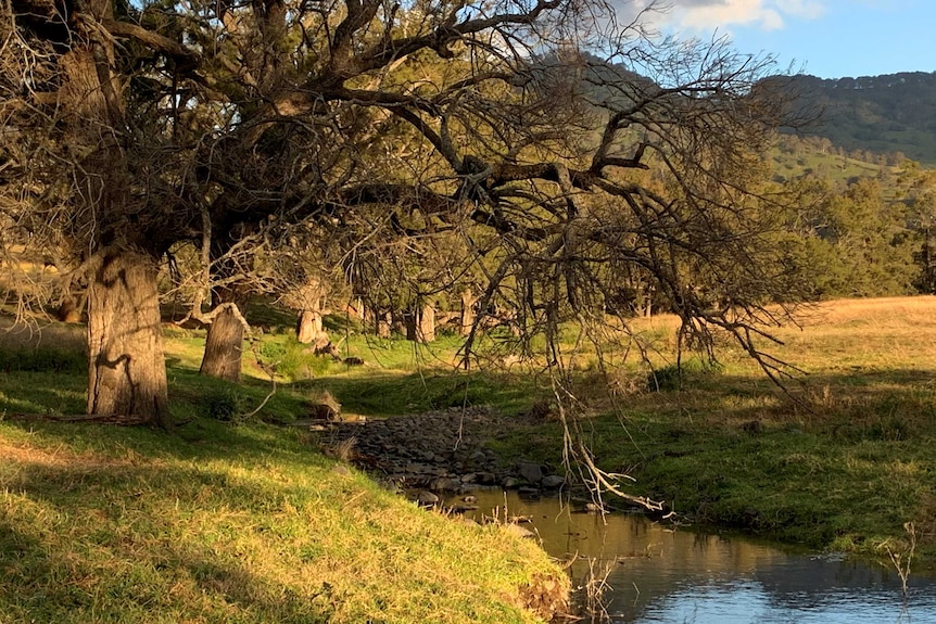 Green field with mountain in background. Tree on left with low hanging branches over a water stream.