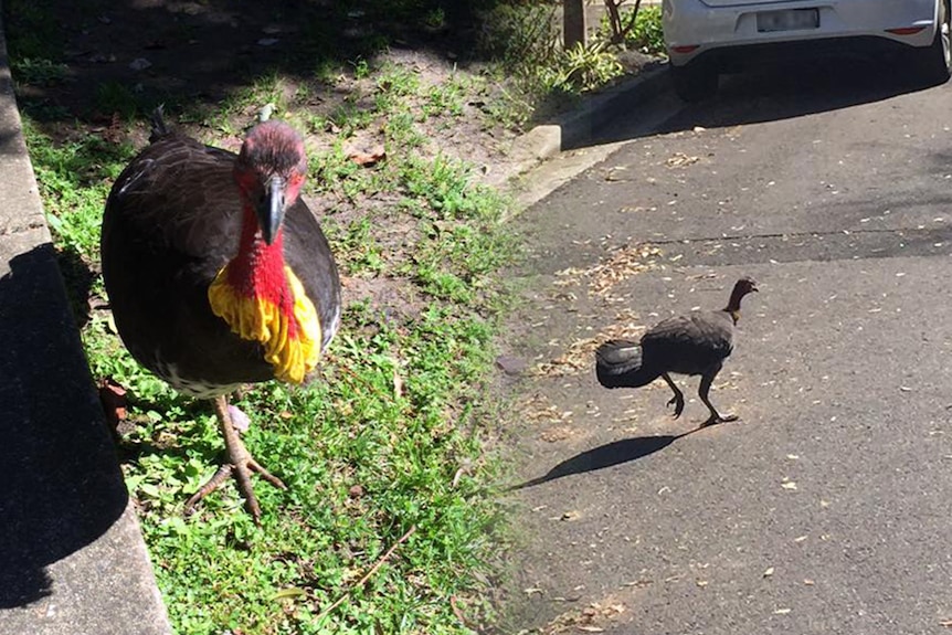 Brush turkeys photographed in St Ives and North Sydney