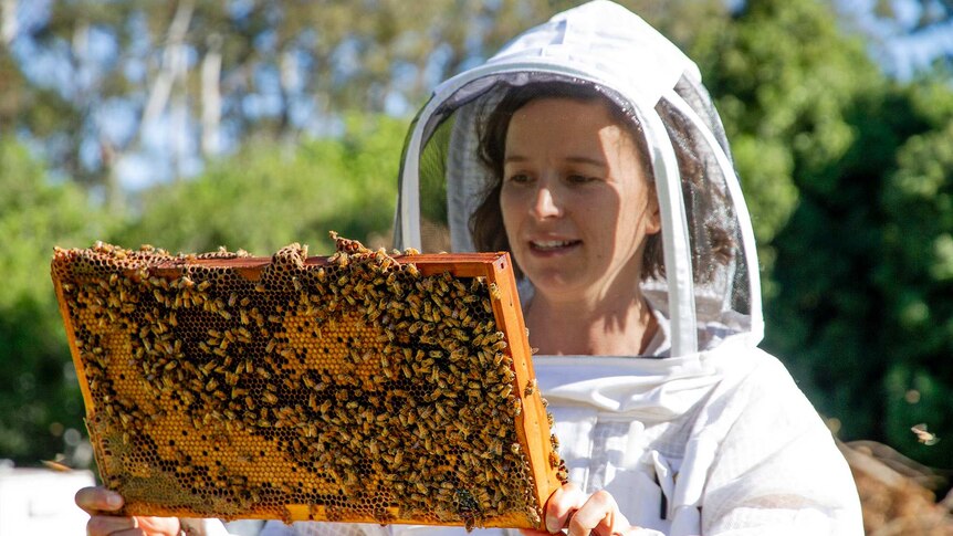 A woman wearing a bee keepers veil holds a frame with live bees