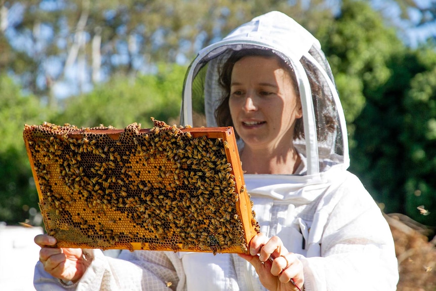 A woman wearing a bee keepers veil holds a frame with live bees