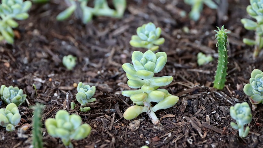 Close-up of small succulents growing in soil.
