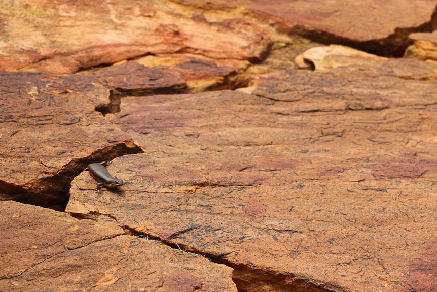 A photo of a lizard on a rock formation at Mutawintji National Park.