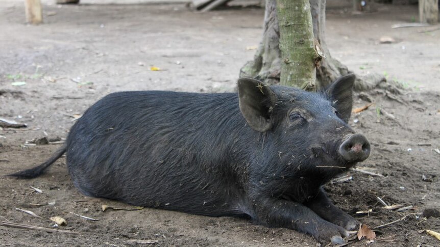 A pig sits on the ground on the island of Tanna in Vanuatu.