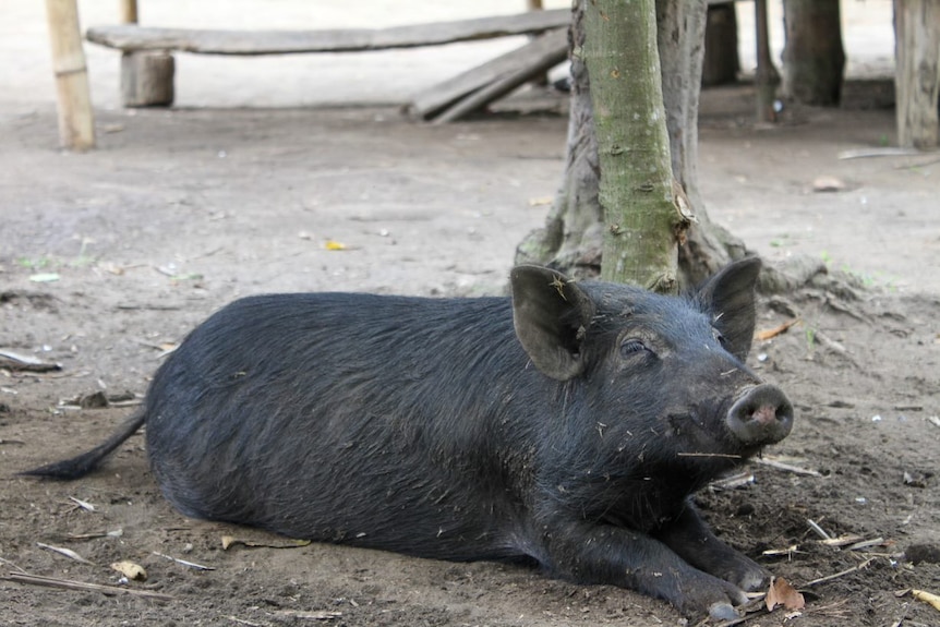 A pig sits on the ground on the island of Tanna in Vanuatu.