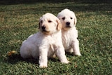 Two labradoodle pups sitting on grass.
