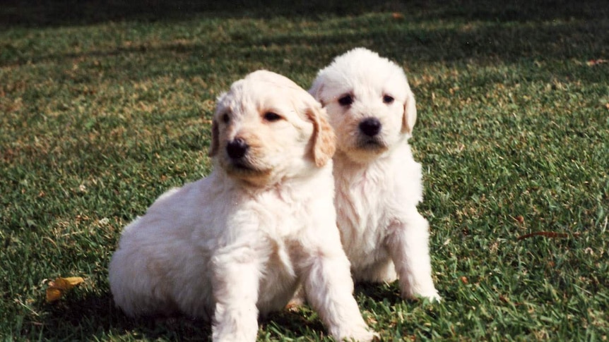 Two labradoodle pups sitting on grass.