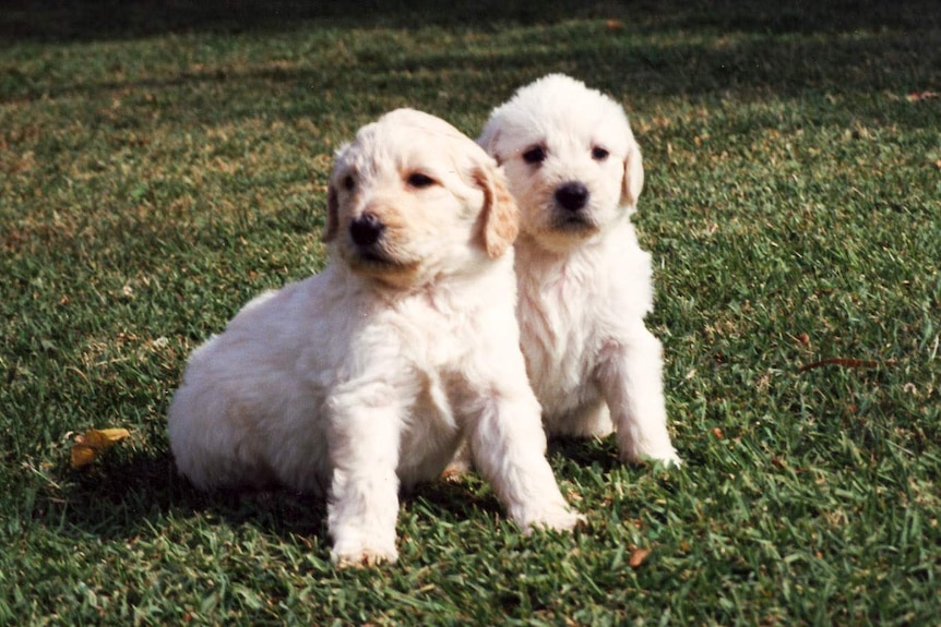 Two labradoodle pups sitting on grass.