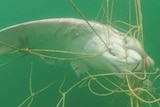 Eagle ray caught in shark nets