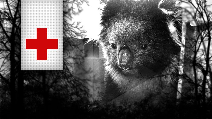 Animal Rescue - Behind The News