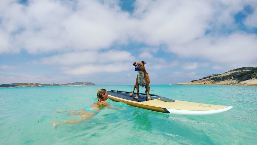 Kuta on top of a paddle board and her owner Erin.