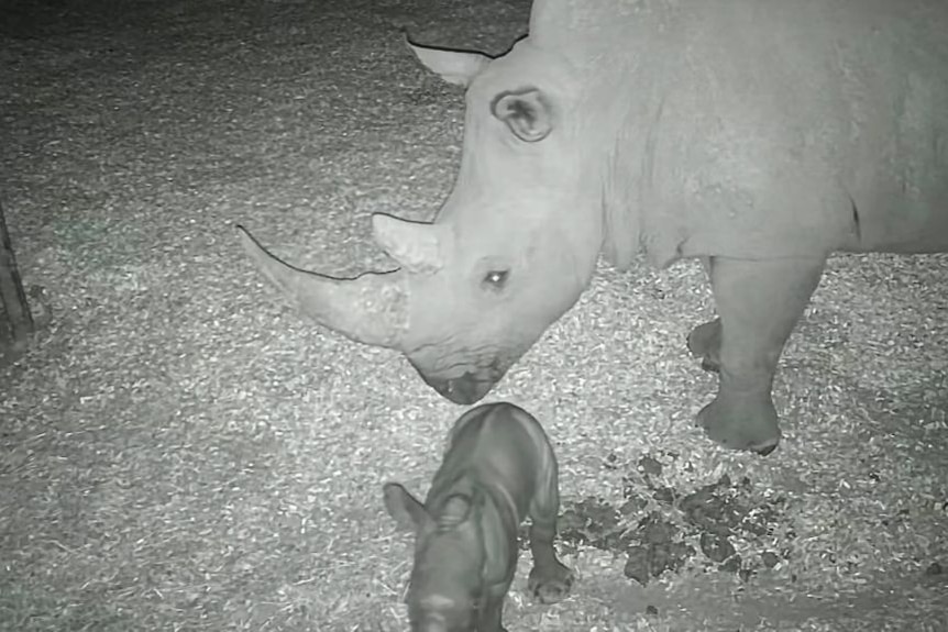 First rhino calf born at Werribee Open Range Zoo in almost one decade