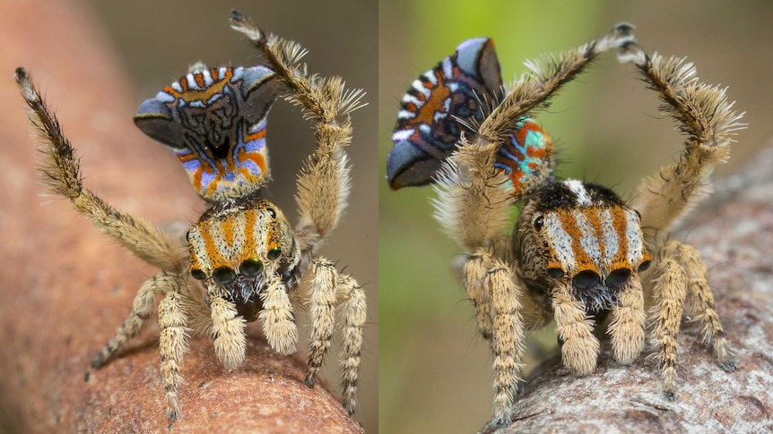 A composite of two spiders striking different poses.