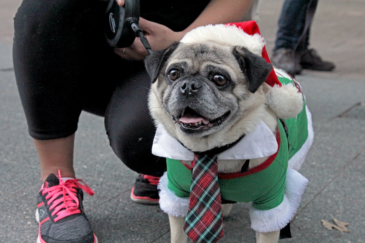 pugs dressed up for christmas Christmas Photoshoot with Pugs