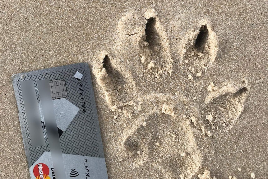 Paw print on Main Beach, North Stradbroke Island next to a credit card for comparison.