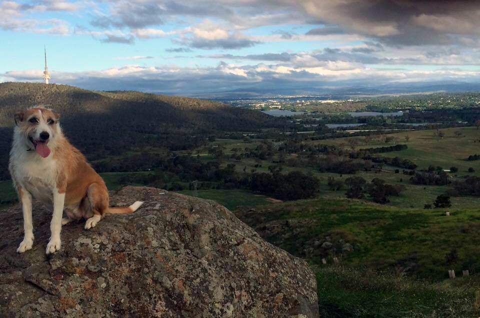 Canberra dogattack data shows tougher laws have not stemmed complaints