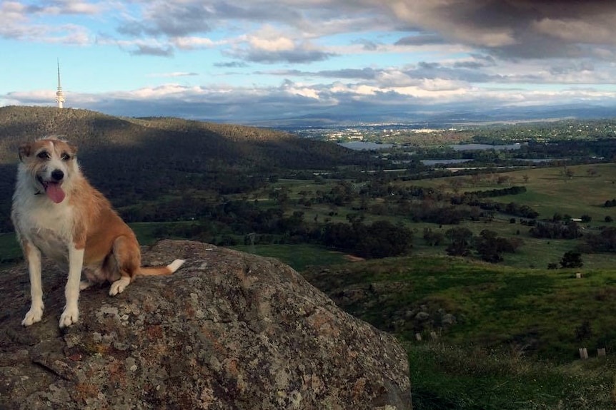 A dog sits atop a boulder or hill, with a beautiful vista of Canberra, including Black Mountain Tower, in the background.