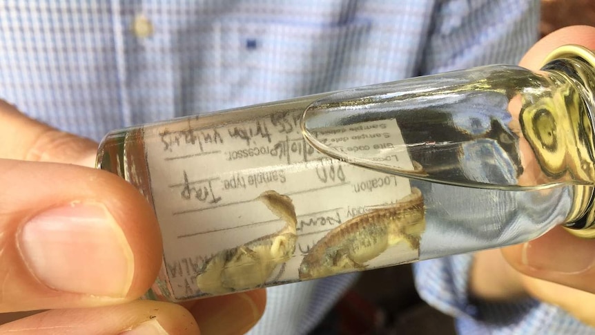 Fingers holding specimen jar with tadpole like animals that are smooth newt babies 3 centimetres long