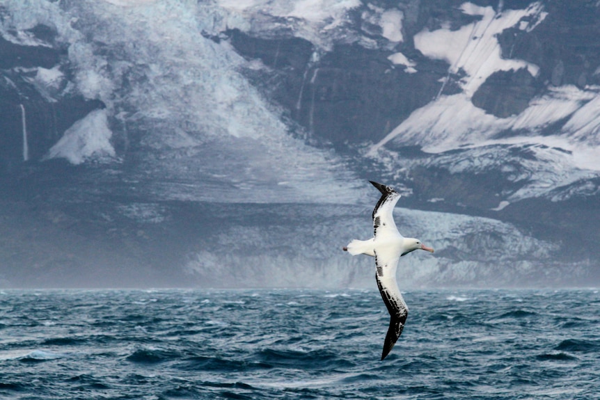 A bird flies by a glacier on Heard Island