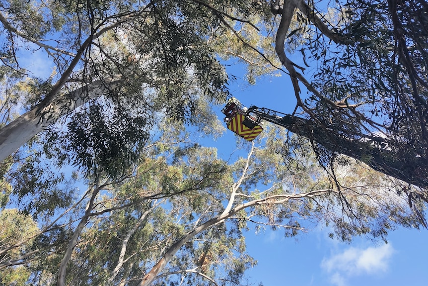 An MFS aerial platform that was used to rescue an escaped pet parrot.