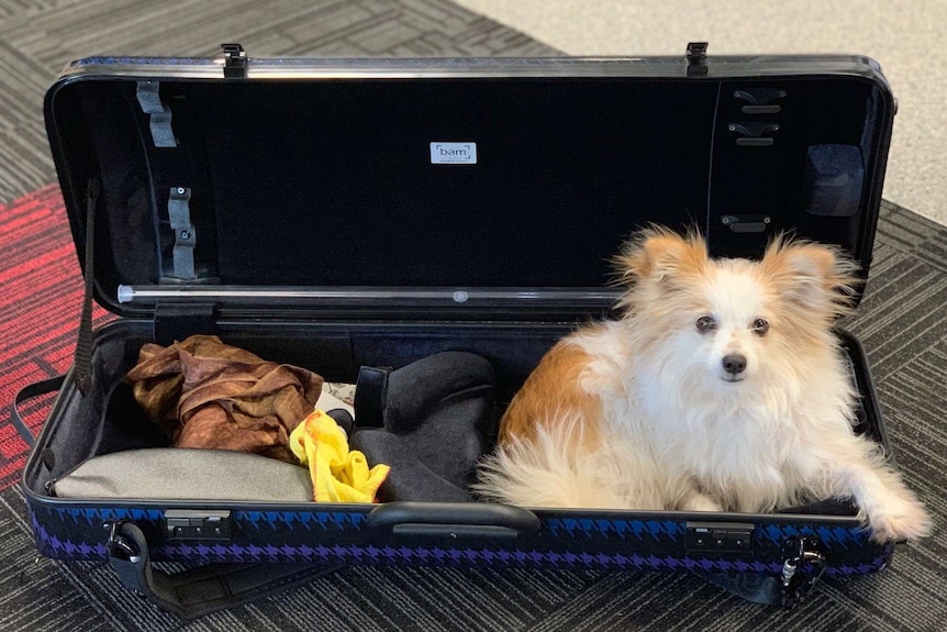 A small dog sits in a viola case.
