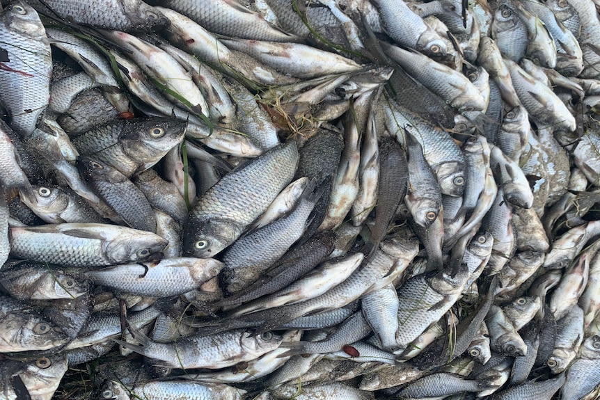 A pile of dozens of dead juvenile carp