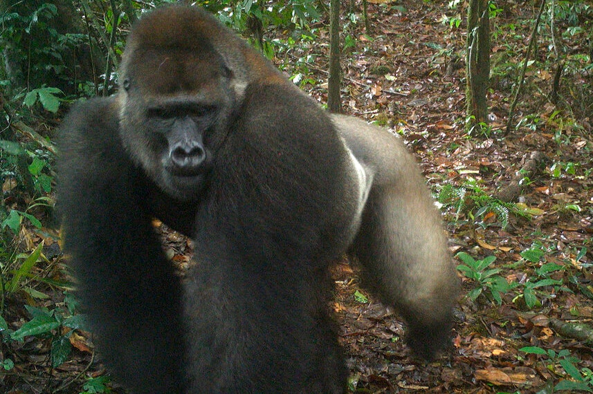 A large gorilla walks past a camera trap in the forest