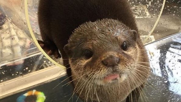 An otter sliding through a tube.