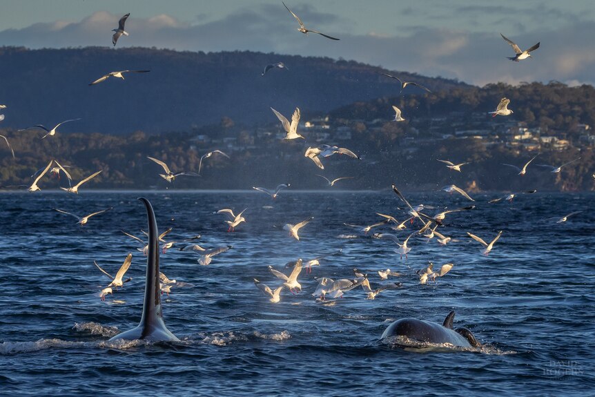 Two orcas swim with a flock of seagulls dipping into the water near them.