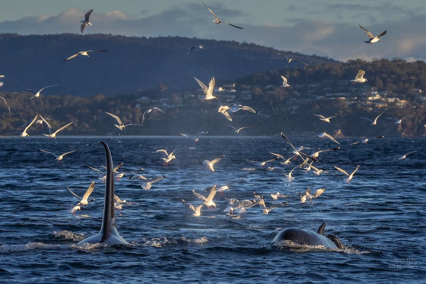 Two orcas swim with a flock of seagulls dipping into the water near them.