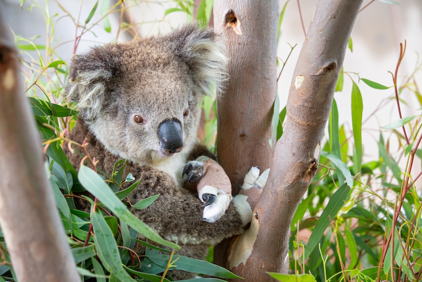 A koala with bandaged paws sits in the crook of a tree branch within a recovery facility
