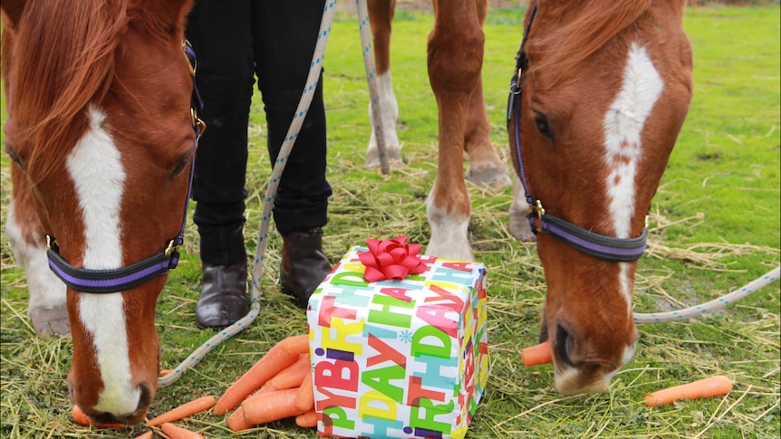 Horses' birthday celebrated across the southern hemisphere - ABC News