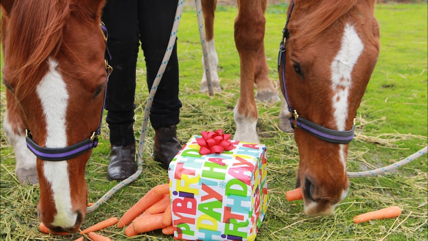 Diggersanddealers and Red Bunting on birthday at Oaklands in Victoria.