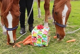 Diggersanddealers and Red Bunting on birthday at Oaklands in Victoria.