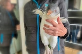 A small penguin being clutched by a person.