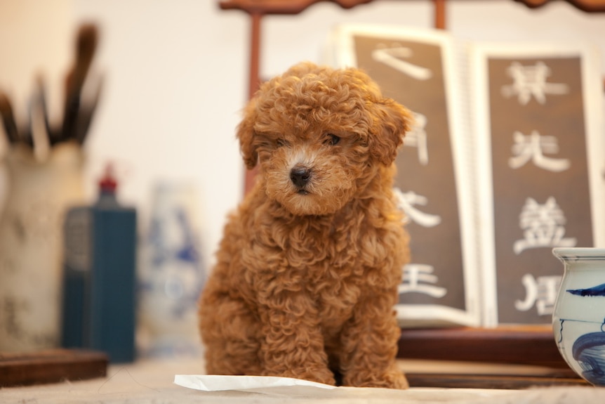 A Cavoodle puppy sits on a table.