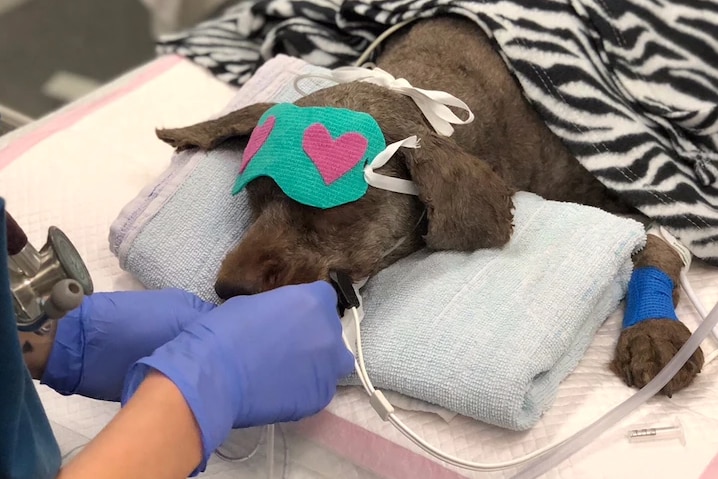 Dog being treated by a vet following tick paralysis, lies on a folded towel,eye mask with love hearts, gloved hand feed a tube.