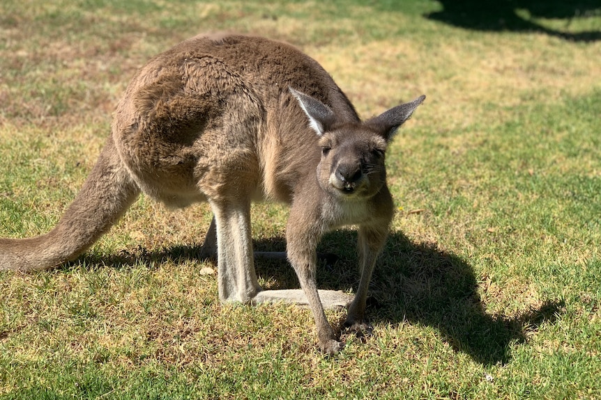 A small kangaroo is crouched on green lawn.